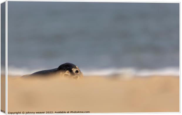 Grey Seal Peaking over the dunes at Horsey Gap Norfolk.  Canvas Print by johnny weaver