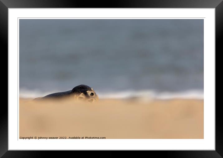 Grey Seal Peaking over the dunes at Horsey Gap Norfolk.  Framed Mounted Print by johnny weaver