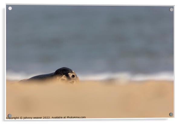 Grey Seal Peaking over the dunes at Horsey Gap Norfolk.  Acrylic by johnny weaver