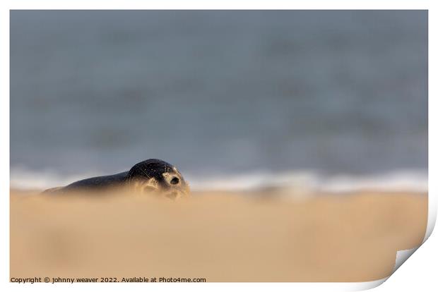 Grey Seal Peaking over the dunes at Horsey Gap Norfolk.  Print by johnny weaver