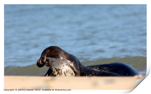 Grey Seals at Horsey Gap Norfolk Print by johnny weaver