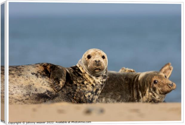 Grey Seal Photobomber at Horsey Gap Norfolk.  Canvas Print by johnny weaver