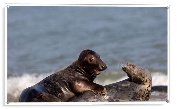 Grey Seals at Horsey Gap Norfolk Acrylic by johnny weaver