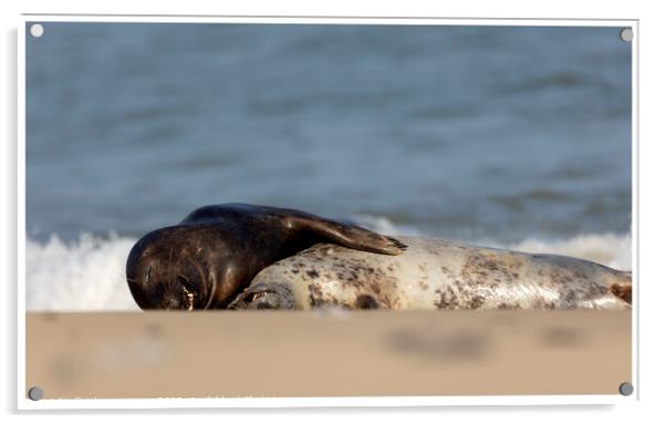 Grey Seals at Horsey Gap Norfolk Acrylic by johnny weaver