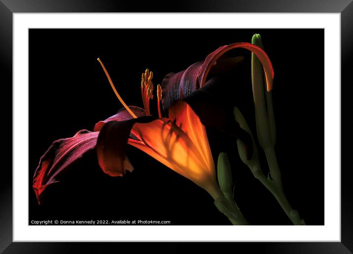 Lily Ambiance Framed Mounted Print by Donna Kennedy