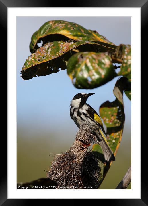 White-cheeked Honeyeater (Phylidonyris niger) Framed Mounted Print by Dirk Rüter