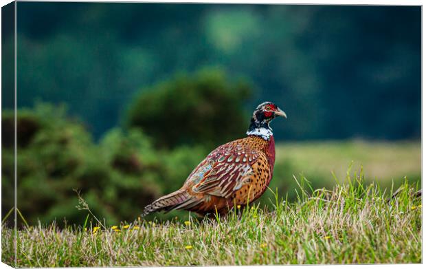 Male pheasant [phasianus colchicus] Canvas Print by Gerry Walden LRPS