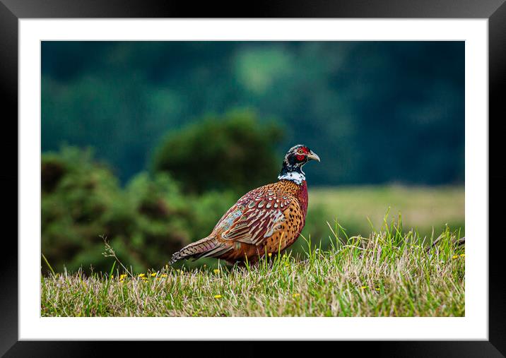 Male pheasant [phasianus colchicus] Framed Mounted Print by Gerry Walden LRPS