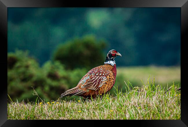 Male pheasant [phasianus colchicus] Framed Print by Gerry Walden LRPS