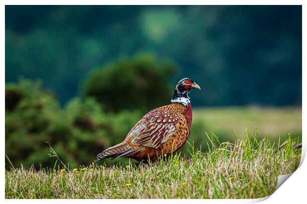 Male pheasant [phasianus colchicus] Print by Gerry Walden LRPS