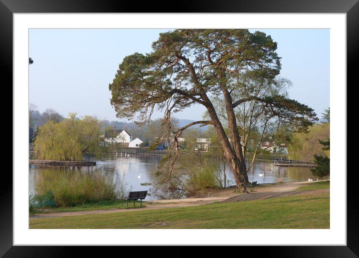 Tranquil Pine at Petersfield Pond Framed Mounted Print by Peter Hodgson