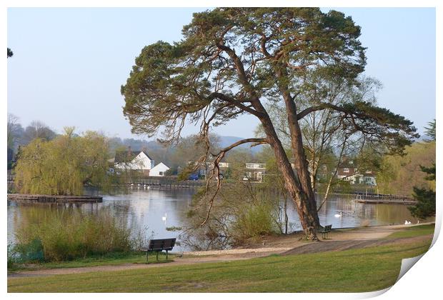Tranquil Pine at Petersfield Pond Print by Peter Hodgson