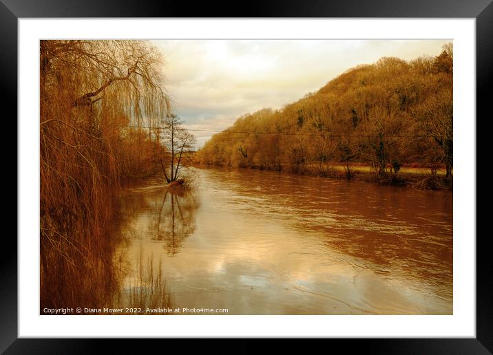 The river Wye in flood  Framed Mounted Print by Diana Mower