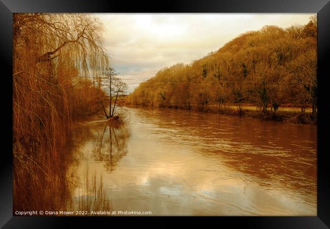 The river Wye in flood  Framed Print by Diana Mower