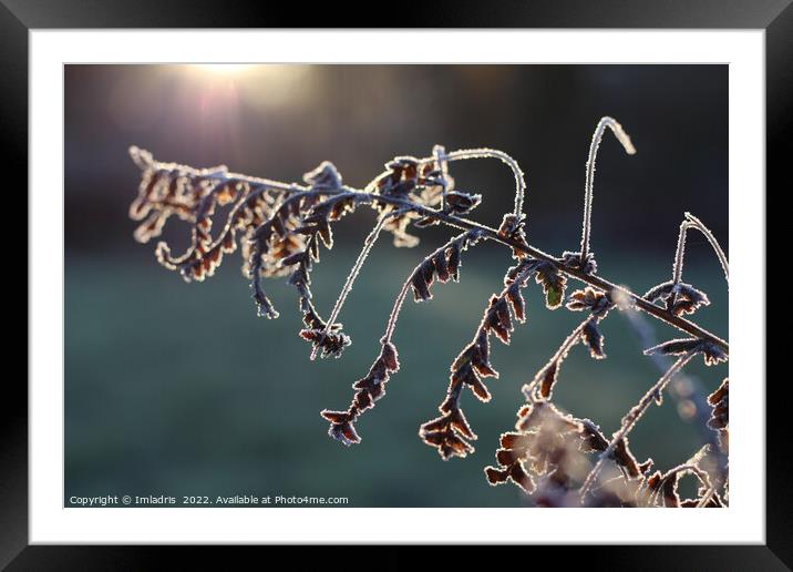 Abstract Winter Fern Foliage Framed Mounted Print by Imladris 