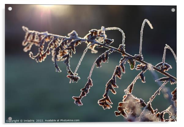 Abstract Winter Fern Foliage Acrylic by Imladris 