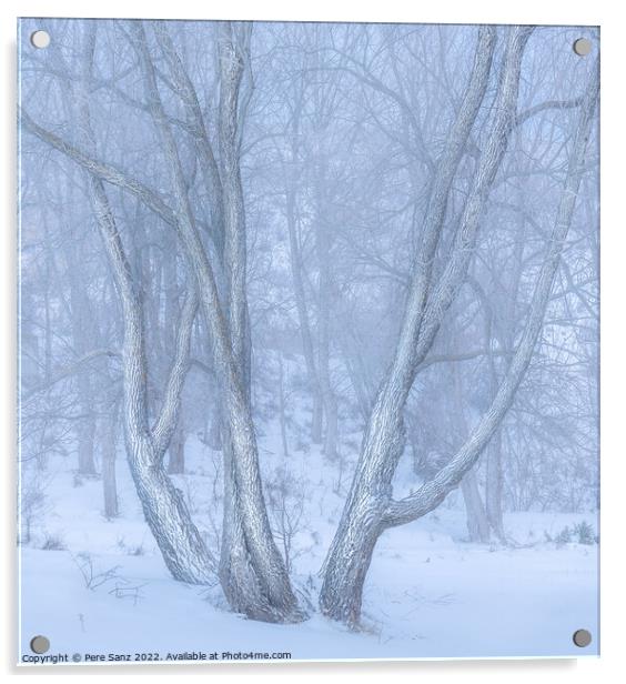High Key Image of Snow spotted trees in Winter Acrylic by Pere Sanz