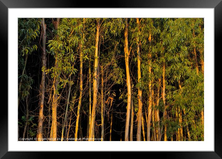 Eucalyptus Forest at Sunset Framed Mounted Print by Angelo DeVal
