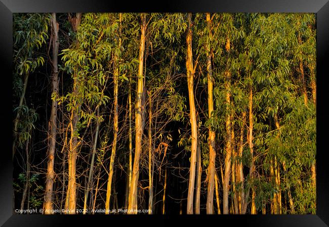 Eucalyptus Forest at Sunset Framed Print by Angelo DeVal