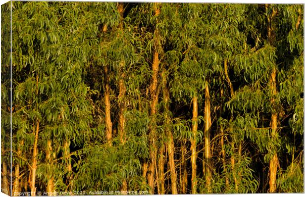 Eucalyptus Trees Forest. Monchique Canvas Print by Angelo DeVal