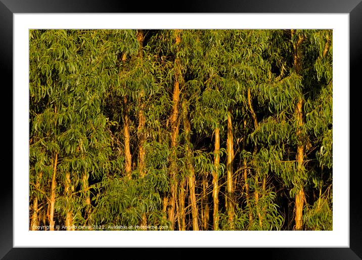 Eucalyptus Trees Forest. Monchique Framed Mounted Print by Angelo DeVal