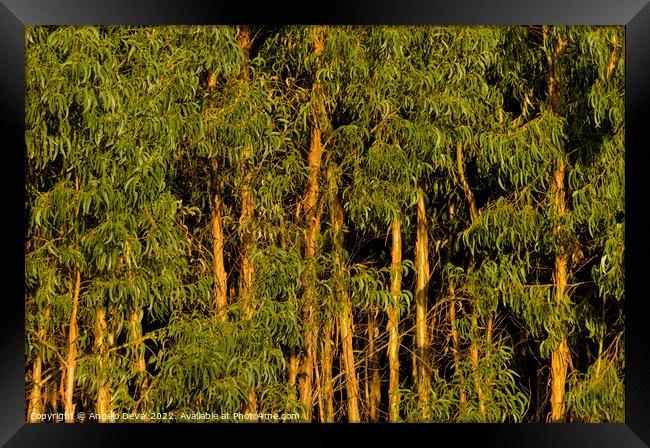Eucalyptus Trees Forest. Monchique Framed Print by Angelo DeVal