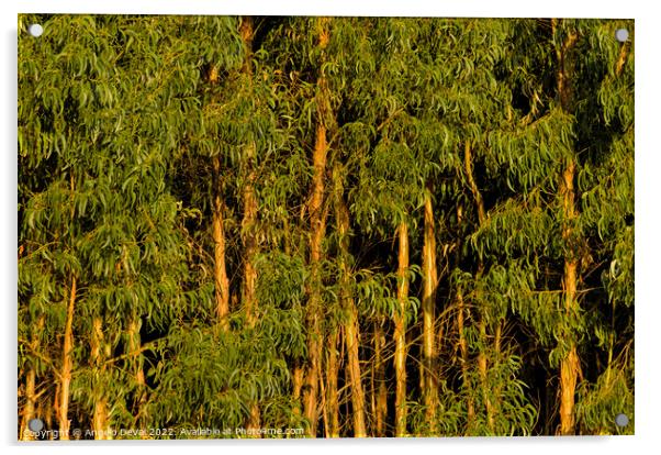 Eucalyptus Trees Forest. Monchique Acrylic by Angelo DeVal