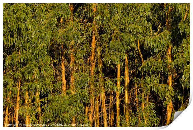 Eucalyptus Trees Forest. Monchique Print by Angelo DeVal