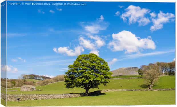 English Countryside in Yorkshire Dales England Canvas Print by Pearl Bucknall