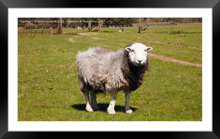 Herdwick Sheep Panoramic Framed Mounted Print by Pearl Bucknall