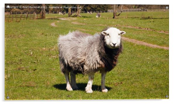 Herdwick Sheep Panoramic Acrylic by Pearl Bucknall