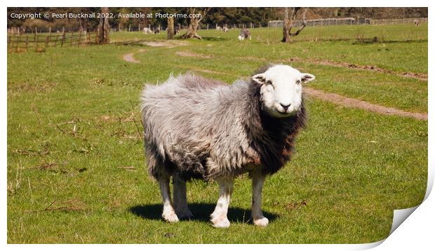 Herdwick Sheep Panoramic Print by Pearl Bucknall
