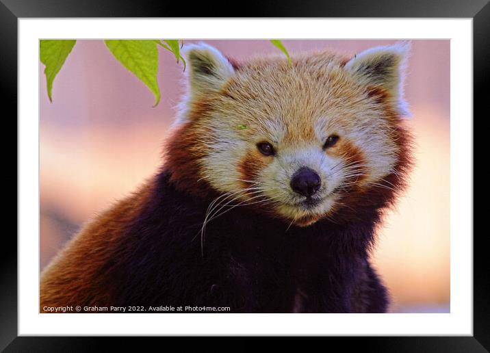 Enchanting Red Panda Portrait Framed Mounted Print by Graham Parry