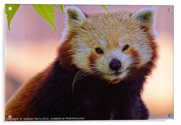 Enchanting Red Panda Portrait Acrylic by Graham Parry