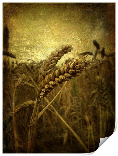 Wheat Field Print by Sarah Couzens