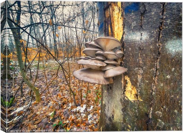 Winter mushrooms Canvas Print by Ingo Menhard
