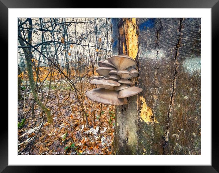 Winter mushrooms Framed Mounted Print by Ingo Menhard