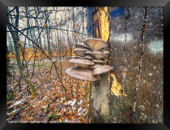 Winter mushrooms Framed Print by Ingo Menhard
