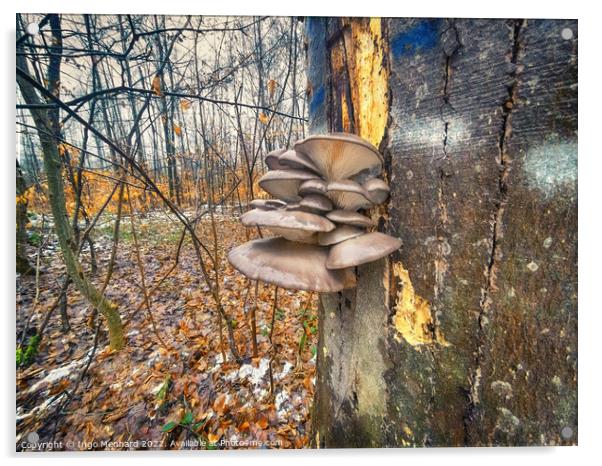Winter mushrooms Acrylic by Ingo Menhard