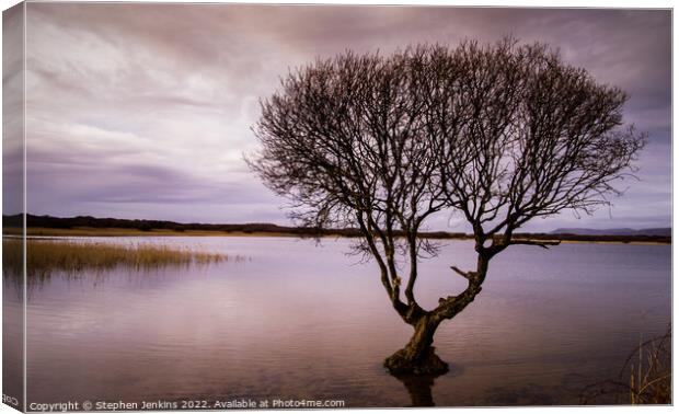 Lonely tree at Kenfig pool Canvas Print by Stephen Jenkins
