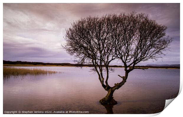 Lonely tree at Kenfig pool Print by Stephen Jenkins