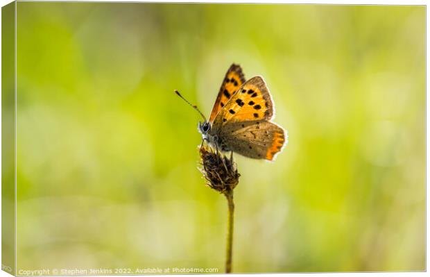 Small Cooper Butterfly Canvas Print by Stephen Jenkins
