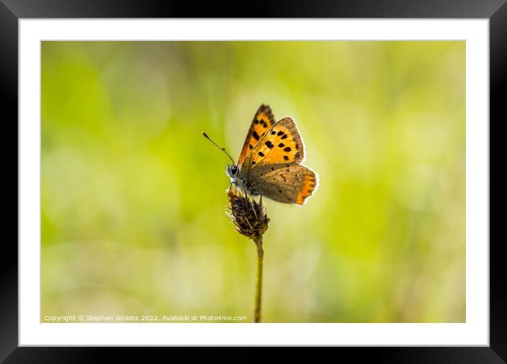 Small Cooper Butterfly Framed Mounted Print by Stephen Jenkins