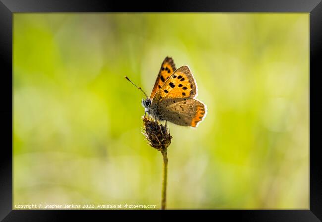Small Cooper Butterfly Framed Print by Stephen Jenkins