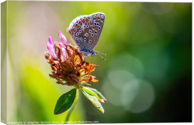 Brown Argus Butterfly Canvas Print by Stephen Jenkins