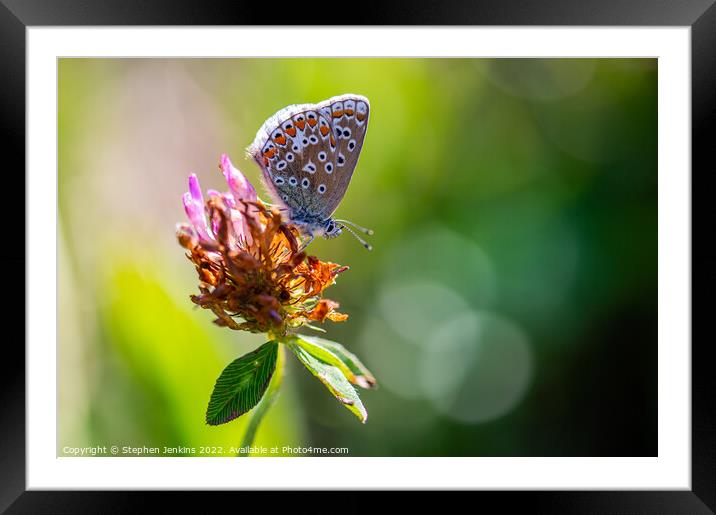 Brown Argus Butterfly Framed Mounted Print by Stephen Jenkins