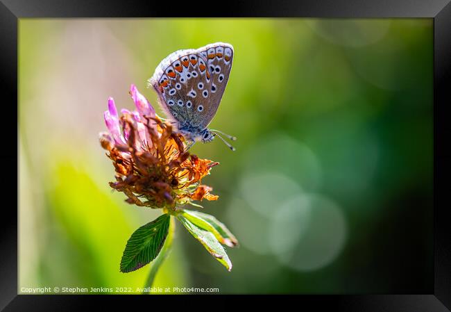 Brown Argus Butterfly Framed Print by Stephen Jenkins