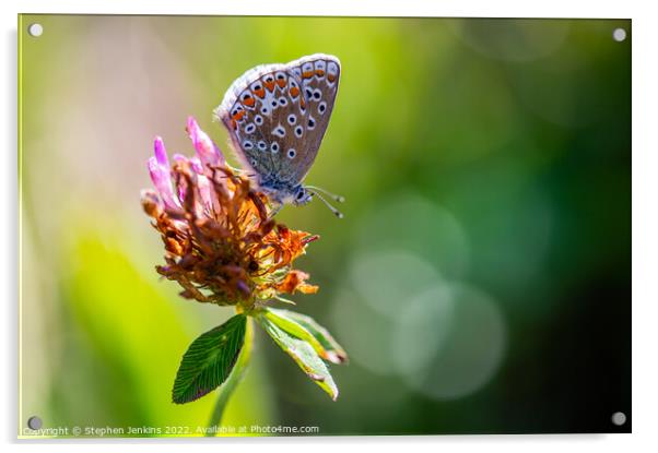 Brown Argus Butterfly Acrylic by Stephen Jenkins