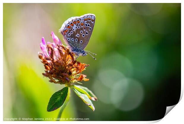 Brown Argus Butterfly Print by Stephen Jenkins