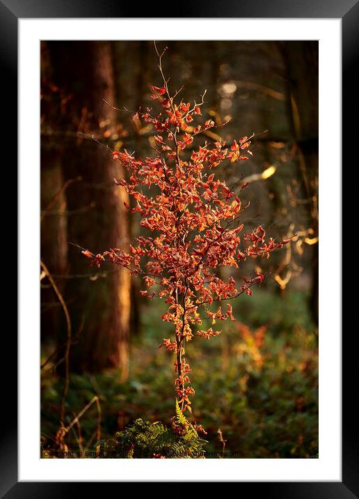 Winter woodland light Framed Mounted Print by Simon Johnson